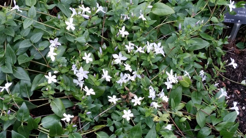 Vinca difformis plantplacesimage020140317_210929.jpg