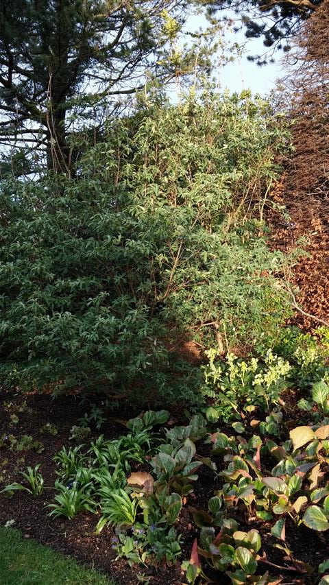 Cornus capitata plantplacesimage020140317_223847.jpg