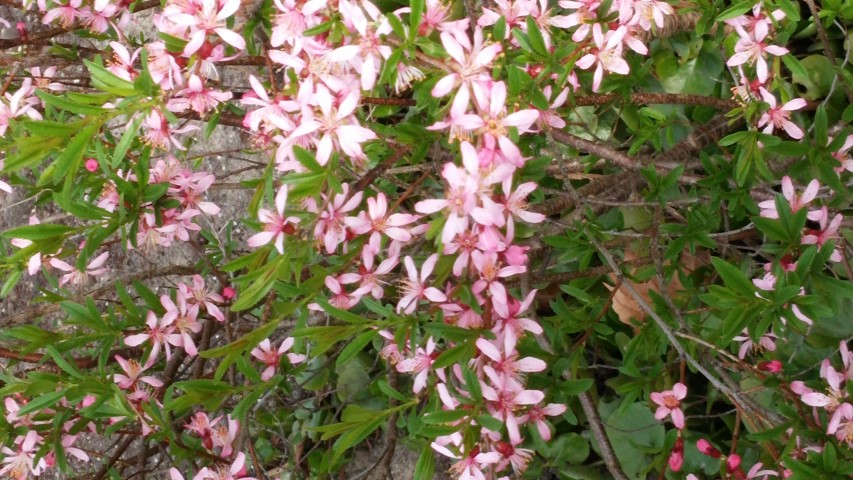 Prunus tenella plantplacesimage020140322_162527.jpg