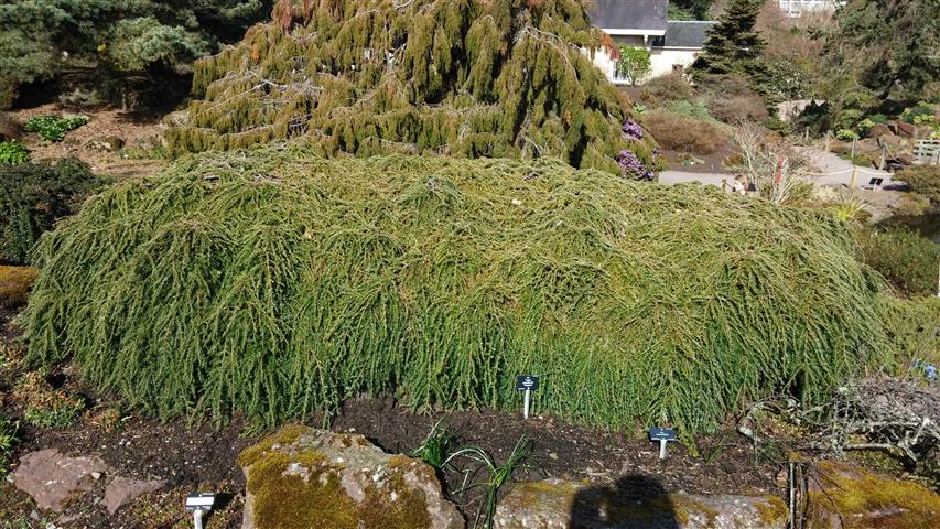 Tsuga canadensis plantplacesimage020140323_111050.jpg