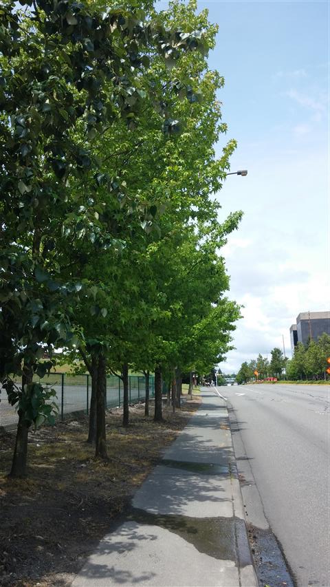Liquidambar styraciflua plantplacesimage020140524_130148.jpg