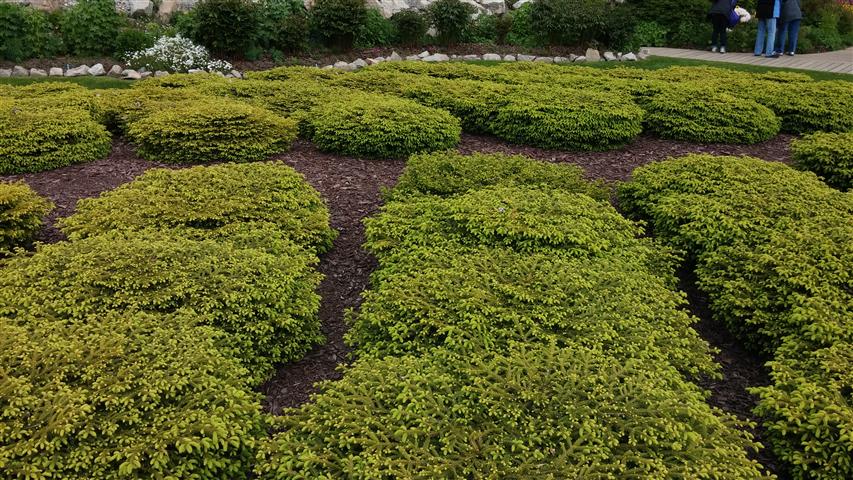 Picea abies plantplacesimage020140529_134015.jpg