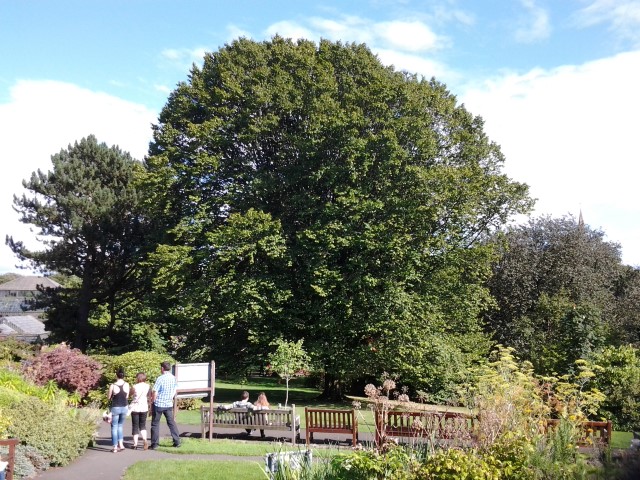 Carpinus betulus plantplacesimage20140809_114330.jpg