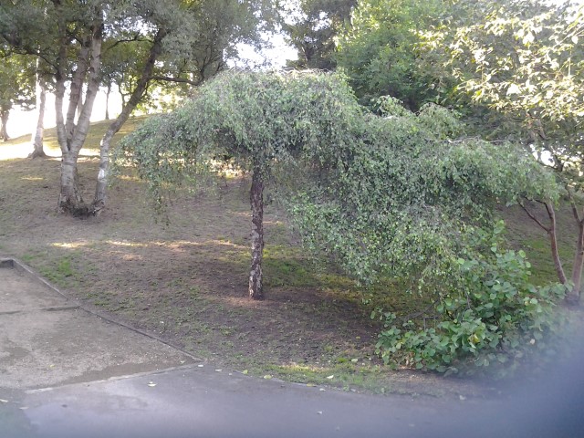 Betula pendula plantplacesimage20140809_130336.jpg