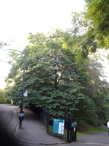 Aesculus hippocastanum plantplacesimage20140809_130715.jpg