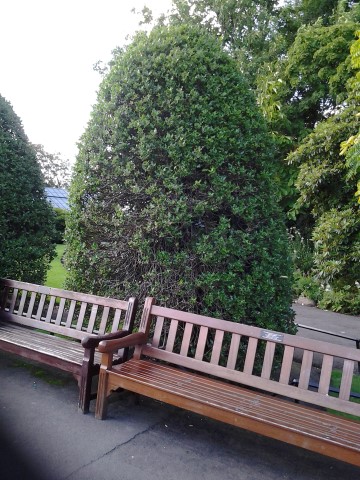 Ilex aquifolium plantplacesimage20140809_133123.jpg