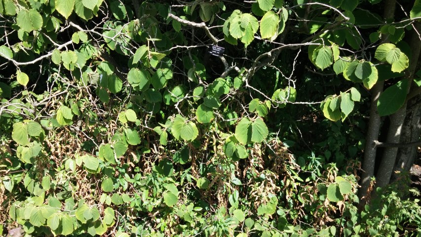 Hamamelis mollis plantplacesimage20140809_144442.jpg