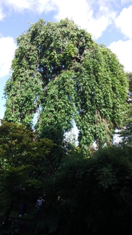 Fraxinus excelsior plantplacesimage20140809_145721.jpg