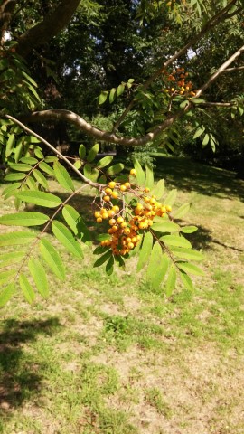 Sorbus aucuparia plantplacesimage20140809_153515.jpg