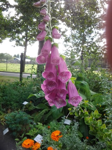 digitalis purpurea plantplacesimage20140823_114511.jpg