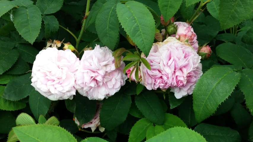 Rosa gallica plantplacesimage20140823_150234.jpg