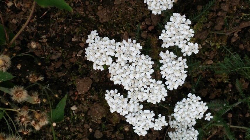 Achillea millefolium plantplacesimage20140823_152122.jpg
