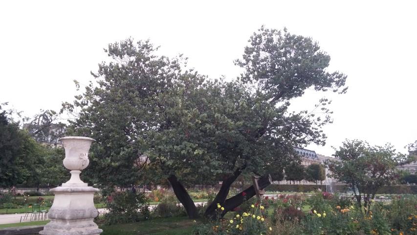 Cercis siliquastrum plantplacesimage20140828_111936.jpg