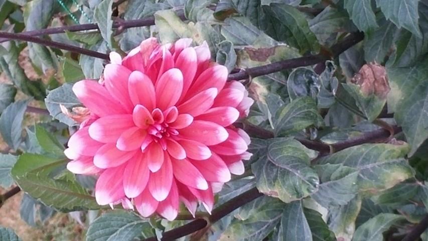 Dahlia hybrid plantplacesimage20140828_131050.jpg