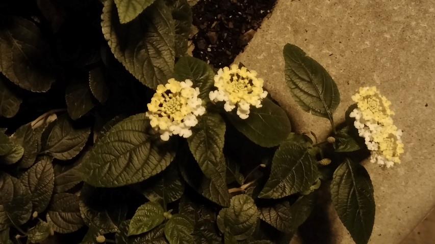 Lantana camara plantplacesimage20141001_200817.jpg