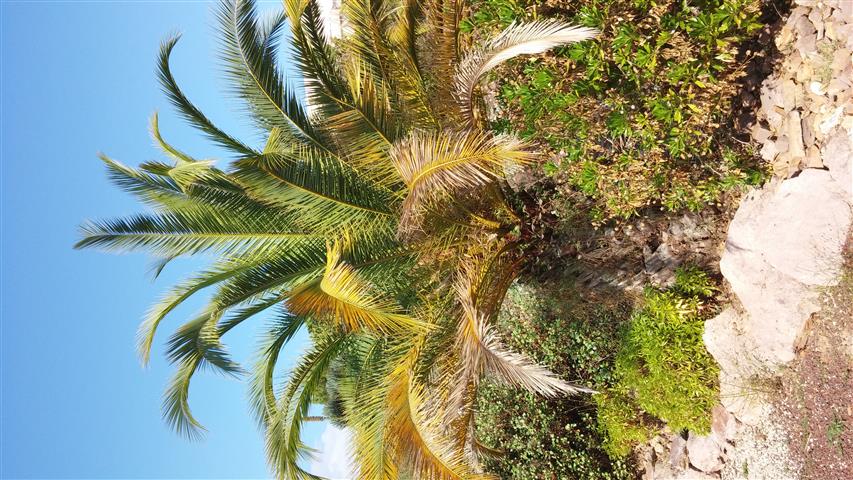 Phoenix canariensis plantplacesimage20141011_145723.jpg