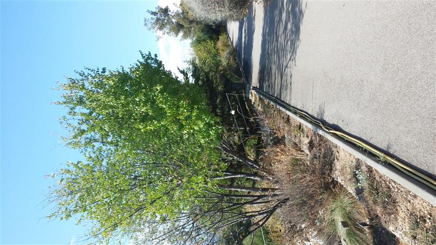 Prunus mahaleb plantplacesimage20141011_151643.jpg