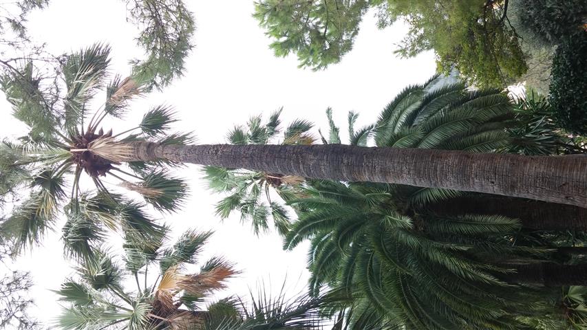 Washingtonia filifera plantplacesimage20141012_140316.jpg