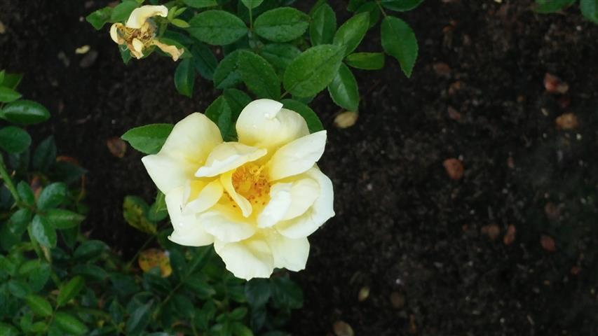 Rosa spp plantplacesimage20141012_144657.jpg