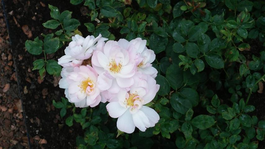 Rosa spp plantplacesimage20141012_145233.jpg