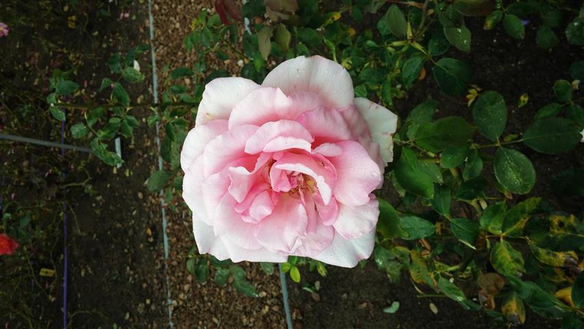 Rosa spp plantplacesimage20141012_150527.jpg