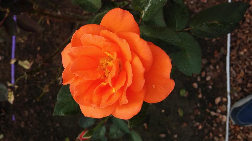 Rosa spp plantplacesimage20141012_150625.jpg