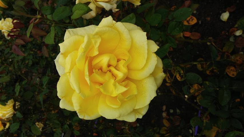 Rosa spp plantplacesimage20141012_152201.jpg