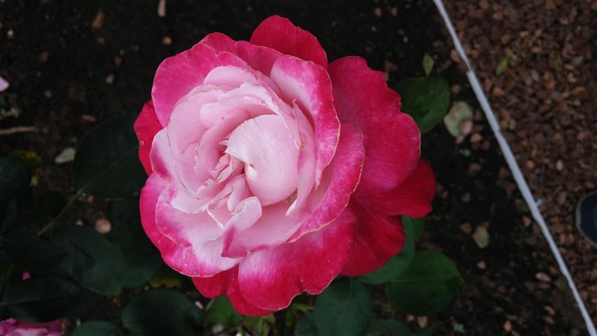 Rosa spp plantplacesimage20141012_152621.jpg