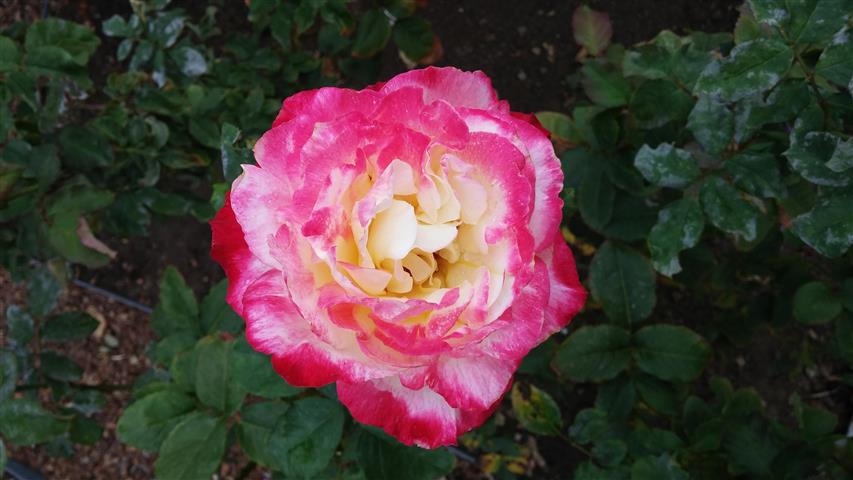 Rosa spp plantplacesimage20141012_153939.jpg