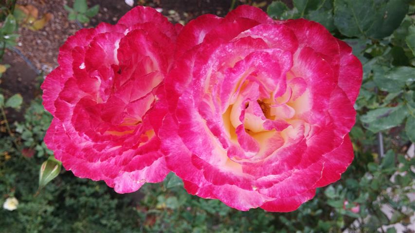 Rosa spp plantplacesimage20141012_153954.jpg