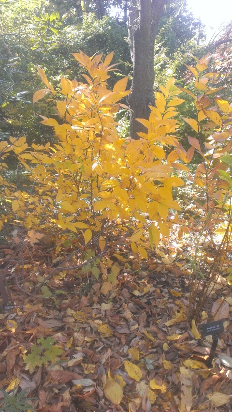 Calycanthus floridus plantplacesimage20141030_132249.jpg