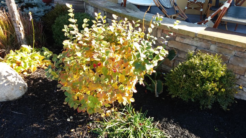 Fothergilla gardenii plantplacesimage20141102_140259.jpg