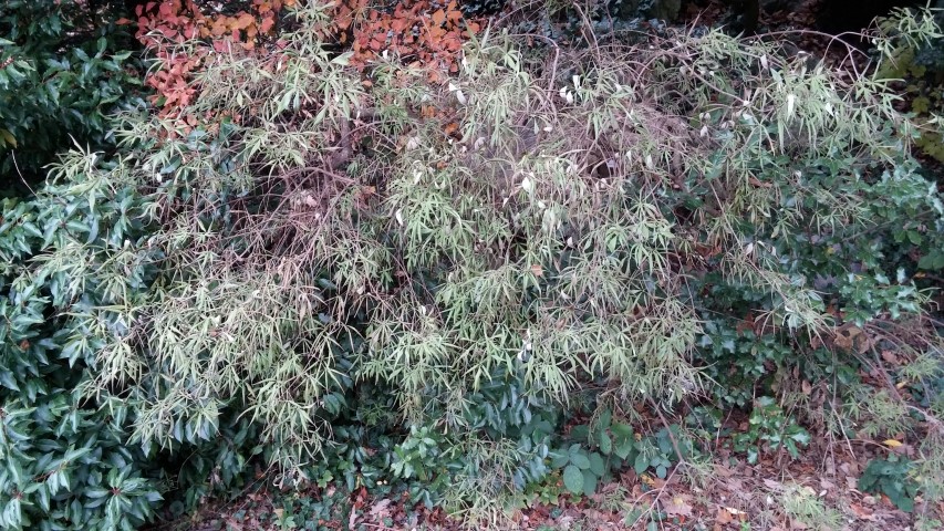 Vitex agnus-castus plantplacesimage20141121_124941.jpg