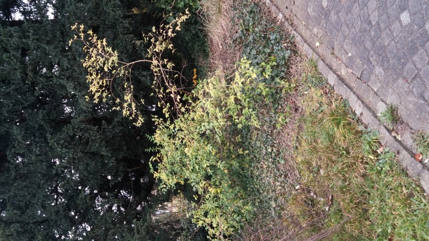 Lonicera fragrantissima plantplacesimage20141121_131004.jpg