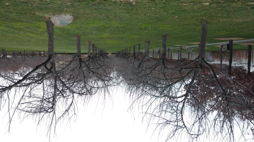 Prunus kanzan plantplacesimage20141220_115005.jpg