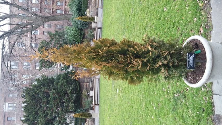Thuja occidentalis plantplacesimage20141220_132627.jpg