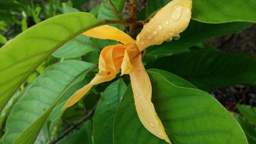 Magnolia champaca plantplacesimage20141229_082342.jpg