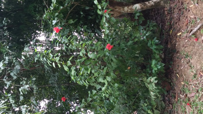 Hibiscus syriacus plantplacesimage20141230_030300.jpg