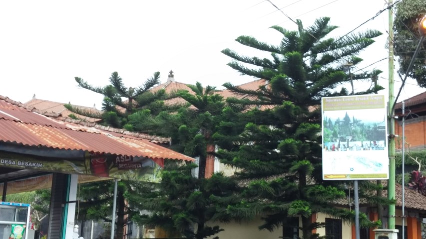 Picea abies plantplacesimage20150101_114844.jpg