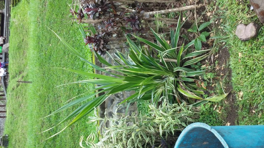 Sansevieria trifasciata plantplacesimage20150101_122300.jpg