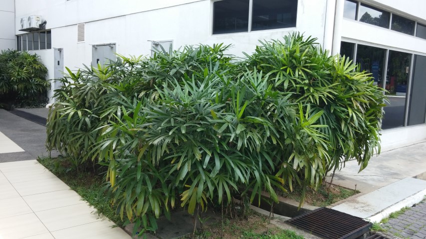 Rhapis excelsa plantplacesimage20150104_131708.jpg