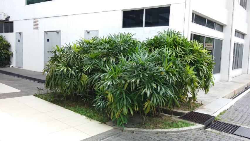 Rhapis excelsa plantplacesimage20150104_132059.jpg