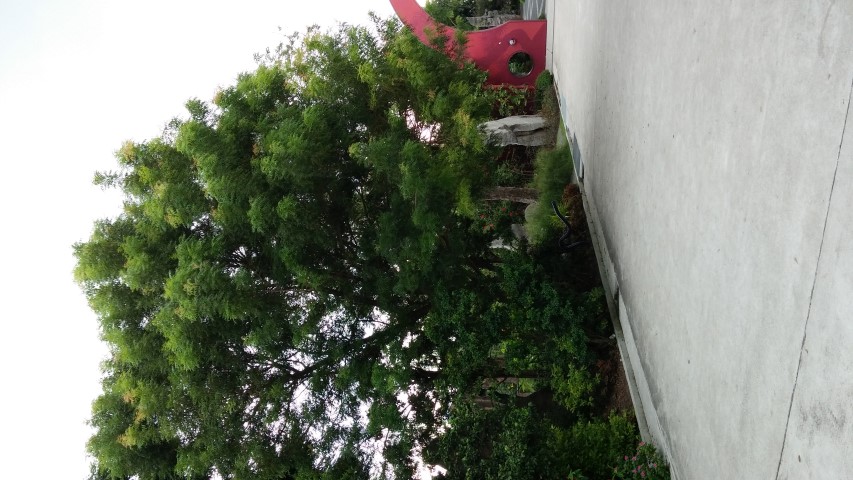 Pistacia chinensis plantplacesimage20150108_133931.jpg