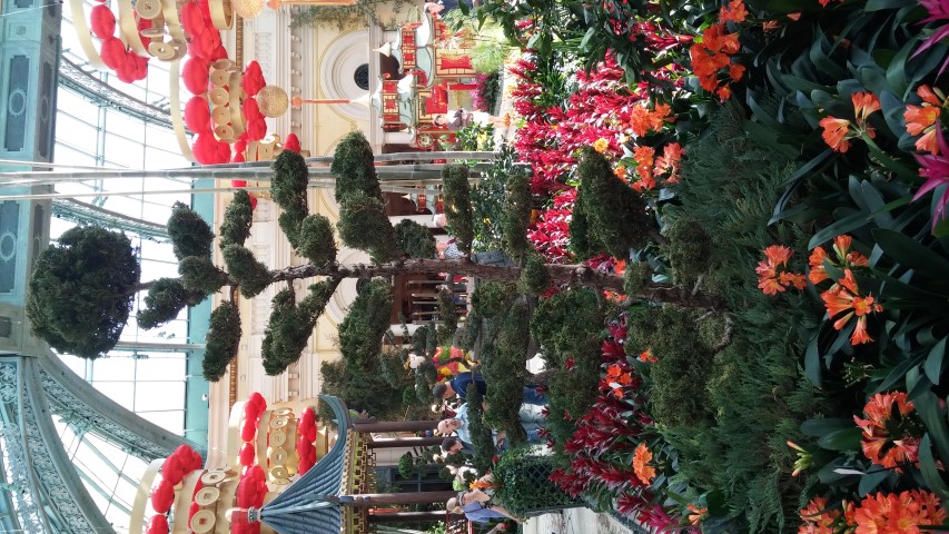 juniperus spp plantplacesimage20150213_103213.jpg