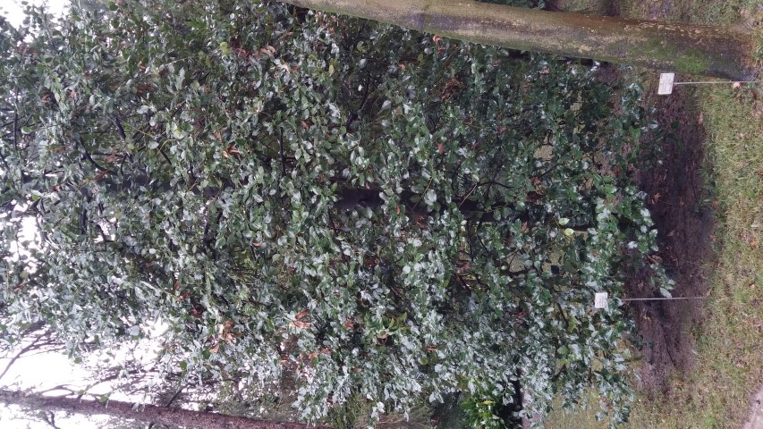 Ilex aquifolium plantplacesimage20150222_111640.jpg