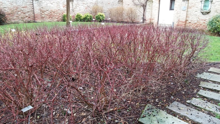 Cornus alba plantplacesimage20150222_150523.jpg