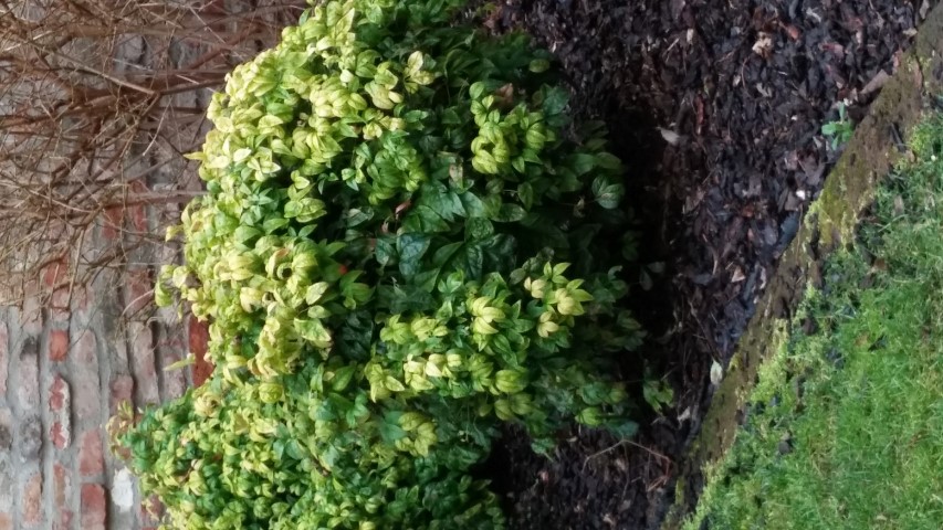 Nandina domestica plantplacesimage20150222_151553.jpg
