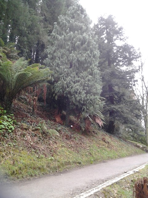 Picture of Cupressus cashmeriana  