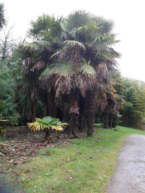 Picture of Trachycarpus fortunei Chinese Windmill Palm