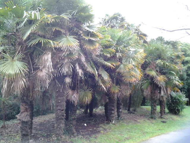 Picture of Trachycarpus fortunei Chinese Windmill Palm